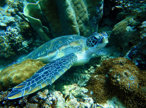 Sea Turtle