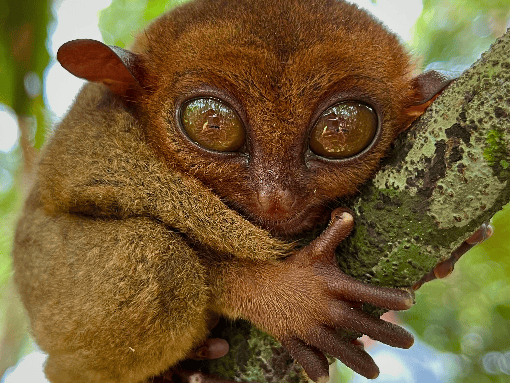Tarsier