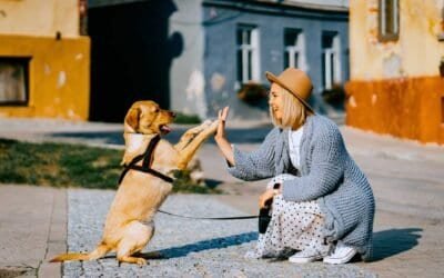 Pet Explorer’s Guide