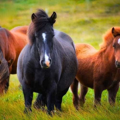 Iceland, Icelandic, Horses