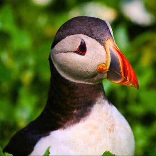 Puffin, Birds