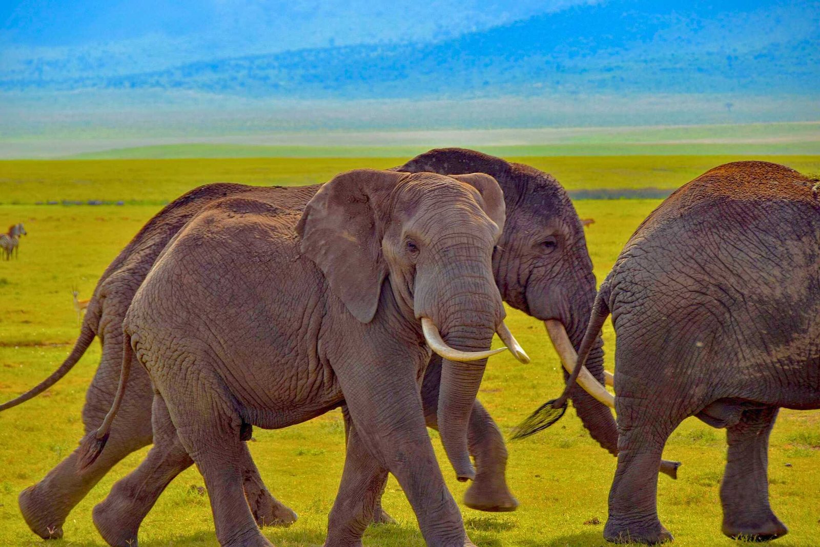 Elephant - Safari Life in Tanzania