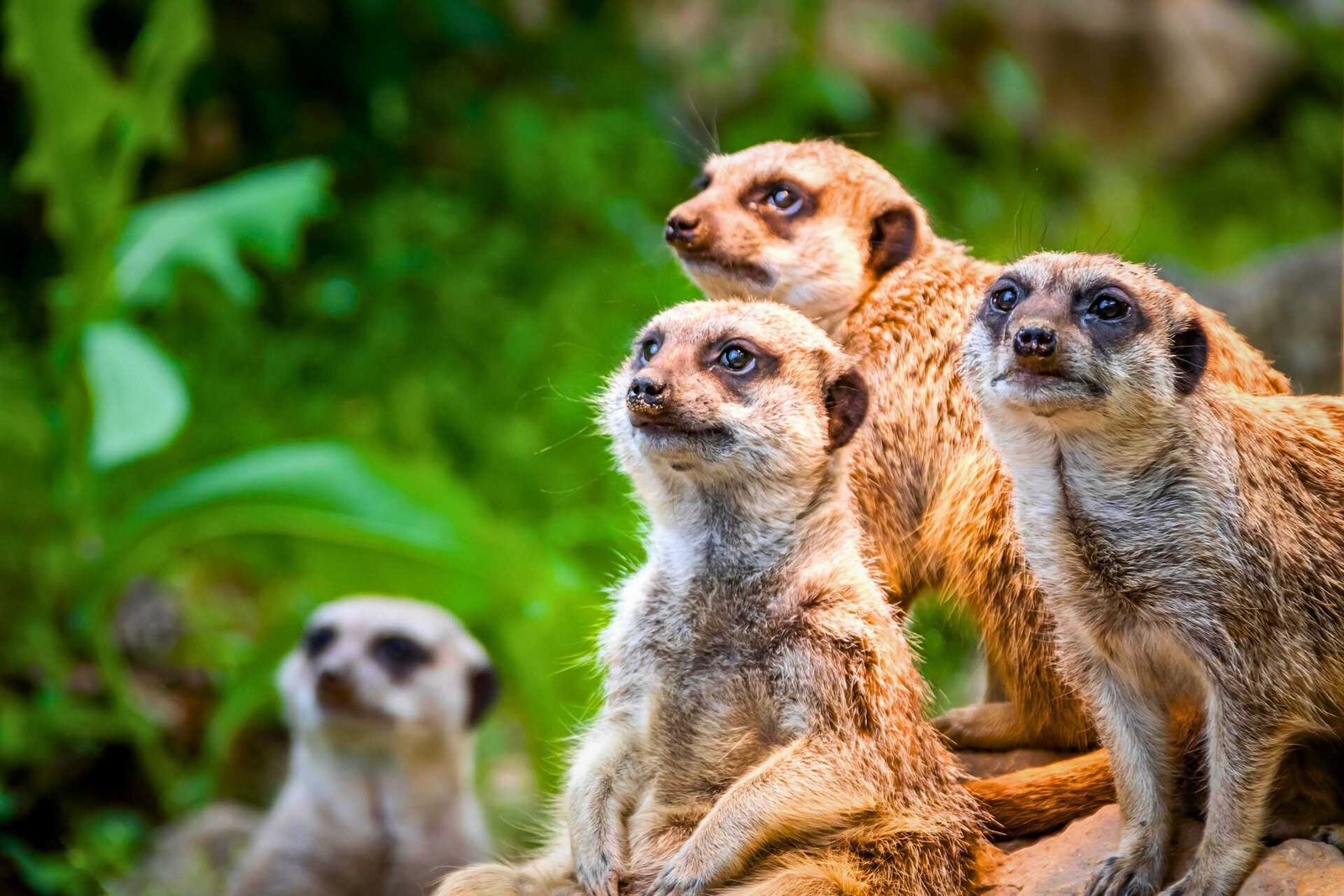 Family of Meerkats