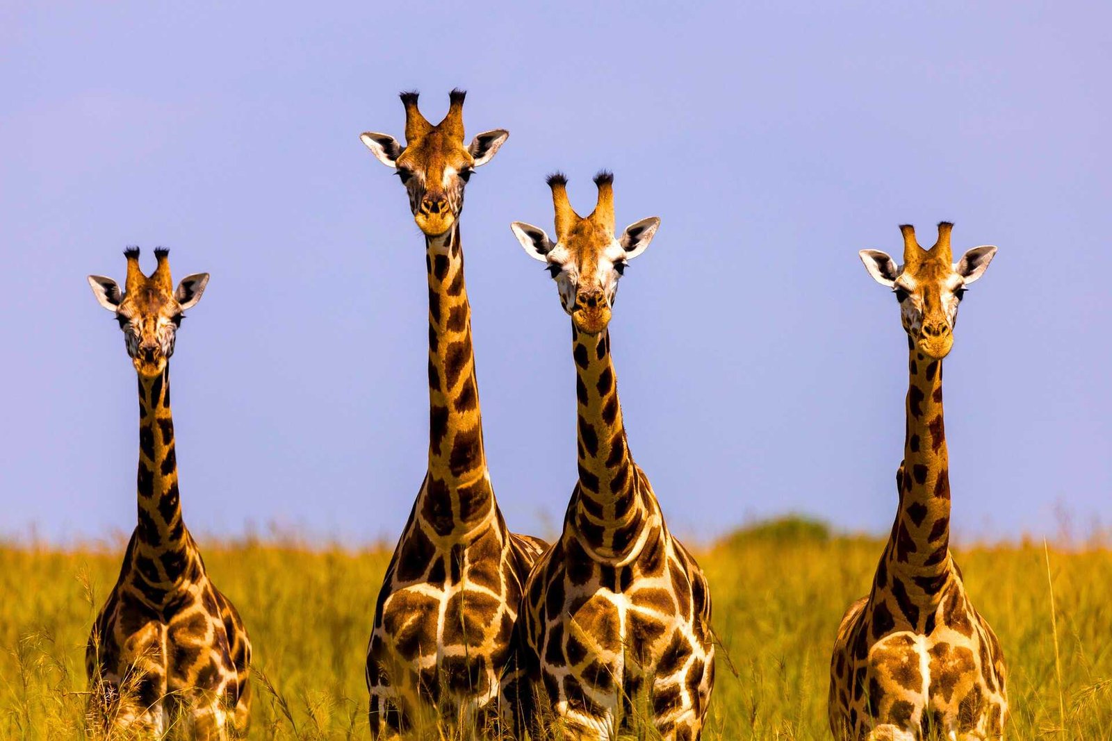 Giraffes In Uganda National Park
