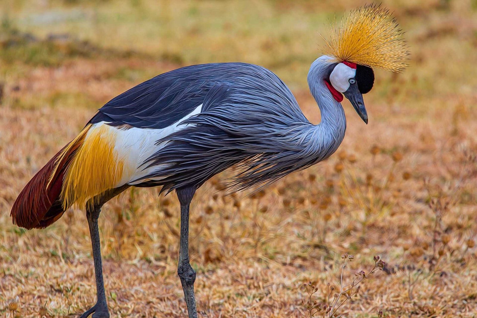 Grey Crowned Crane, Tanzania