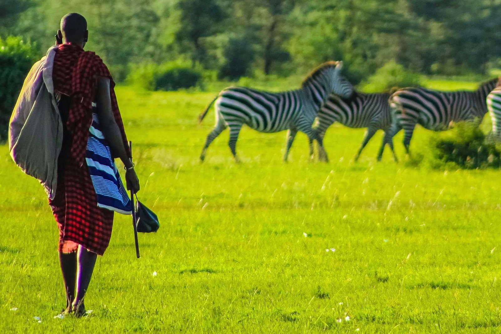 Maasai Tribal Man on Wildlife Safari Turf