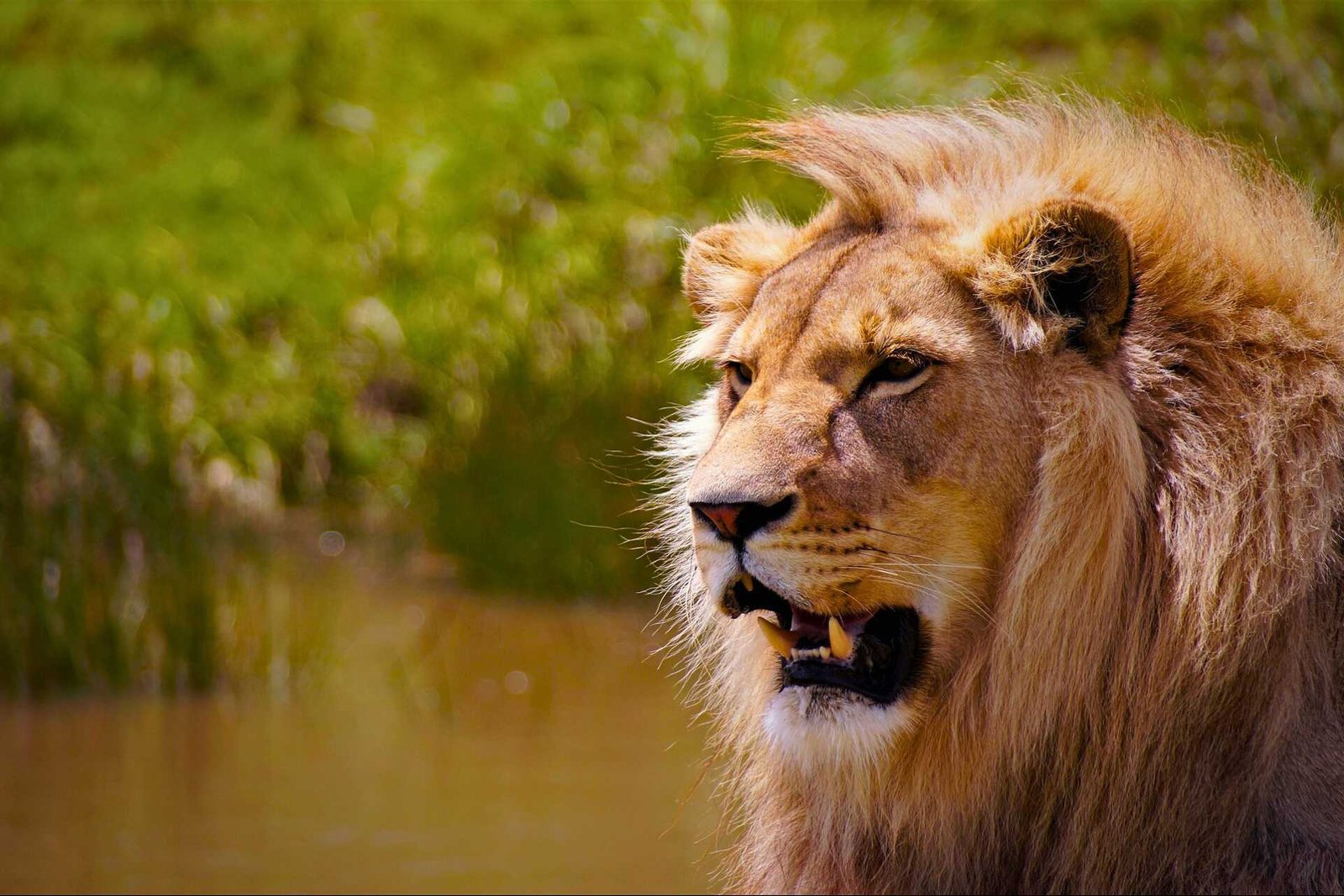 Male Lion in the Maasai Plains