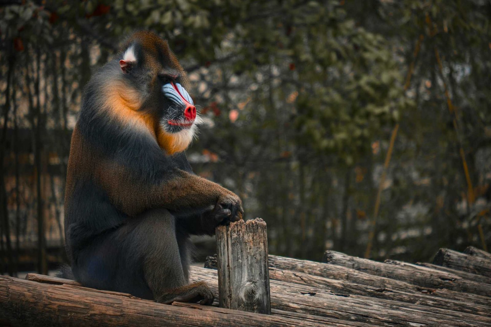 Mandrill Sitting on Tree Logs
