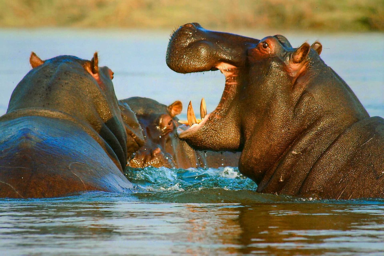 Wild Hippo's In the River Bank