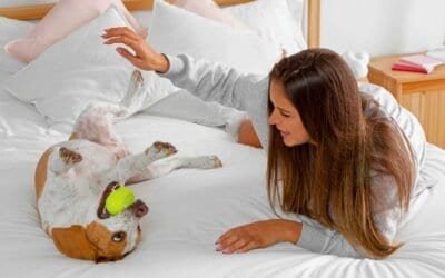 Cozy Pet-Friendly Accommodations for Your Next Trip
