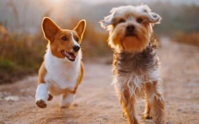 Ultimate Guide to Pet-Friendly Activities