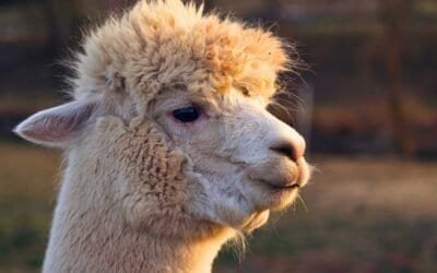 Embark on Your Guided Llama Treks Adventure
